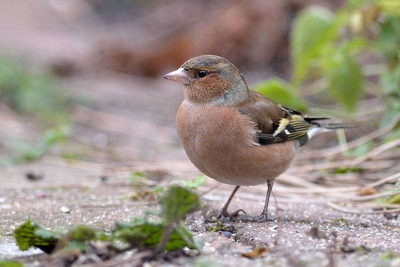 Vink